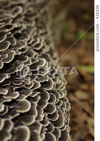 mushroom, mushrooms, aoyama cemetery 426206