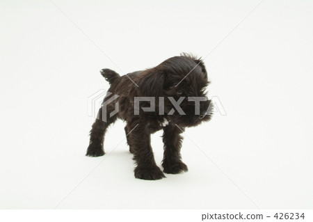 Miniature Schnauzer puppy 9 426234