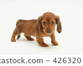 Miniature Ducks Puppy 426320