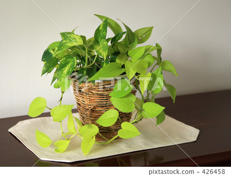 Foliage plant  426458