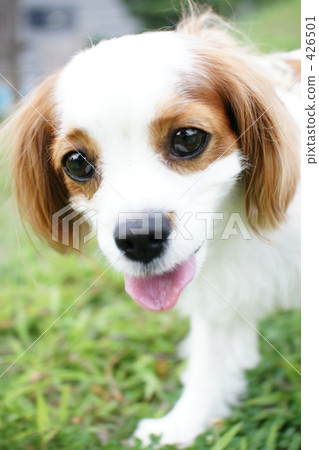 blenheim, cavalier, dog 426501