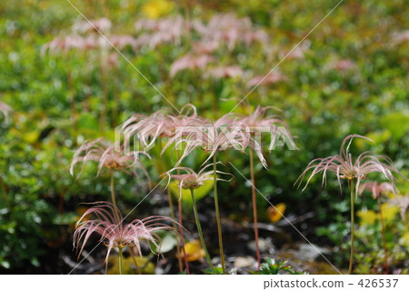 Chingruma Chingruma 426537