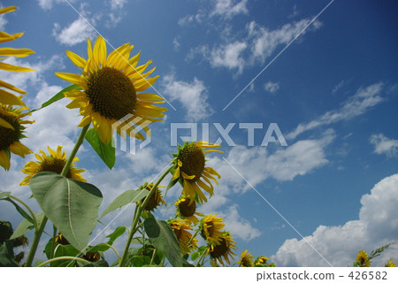 sunflower sunflower 426582