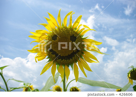 sunflower sunflower 426606
