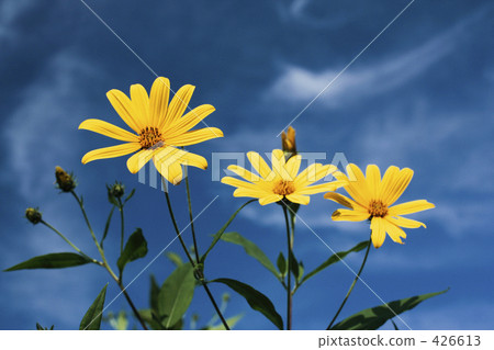 Flower of chrysanthemum 426613