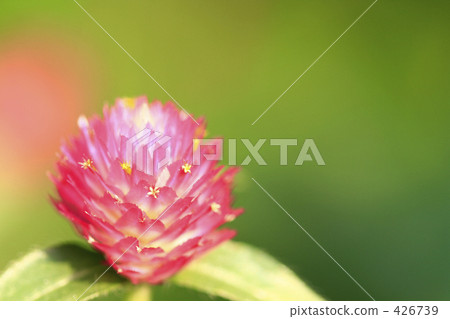 Sennichikou接收太陽 Sennichikou接收太陽 426739