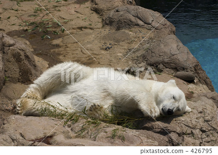 White bear White bear 426795