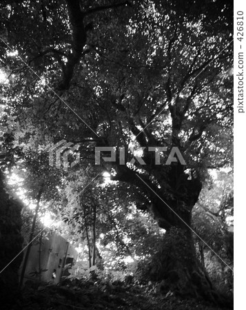 一個大的akagi 426810