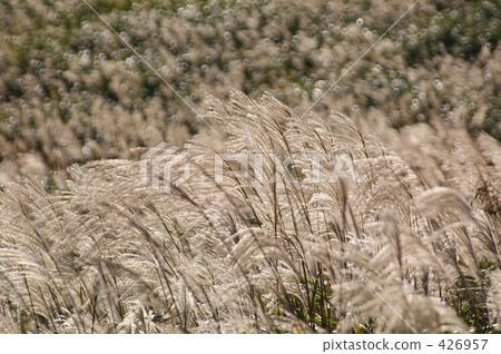 japanese pampas grass, sengokubara, hakone 426957