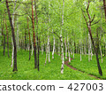 White birch forest 427003