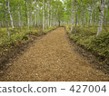 One road of white birch forest 427004