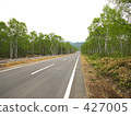 White birch forest and road 427005