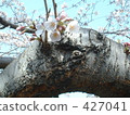 Cherry Blossoms	 427041