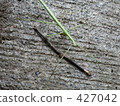 Thunnoba and twigs 427042