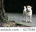 A rainy dog 427046