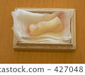 Umbilical cord 427048