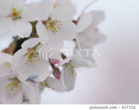 Cherry Blossoms   427150