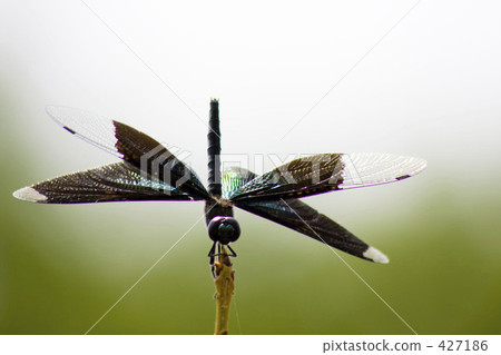 蝴蝶蜻蜓 427186