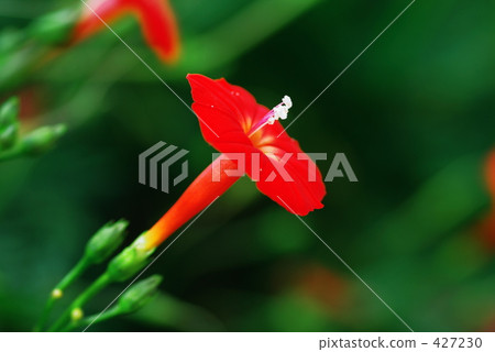 蔦蘿松-07 蔦蘿松-07 427230