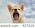 Yawn of Shiba Inu 427416