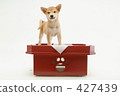 Shiba Inu puppy 5 427439