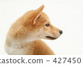 Shiba Inu puppy 8 427450