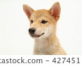 Shiba Inu puppy 7 427451
