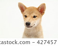 Shiba Inu puppy 8 427457