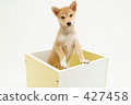 Shiba Inu puppy 8 427458
