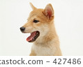 Shiba Inu puppy 9 427486