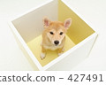 Shiba Inu puppy 17 427491