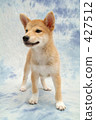Shiba Inu puppy 3 427512