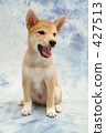 Shiba Inu puppy 2 427513