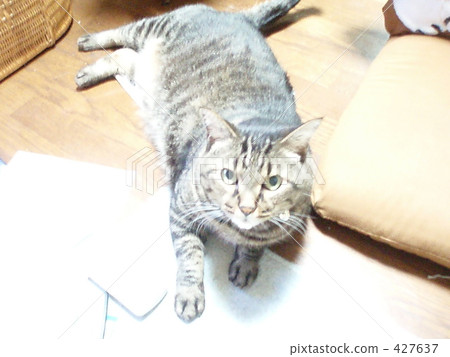 名稱叫做Taro 427637