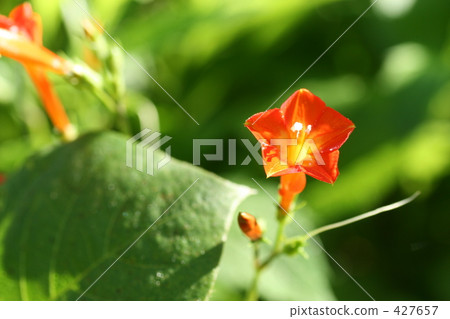 Vermilious小花 427657