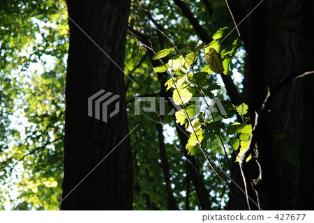Sunbeams 427677