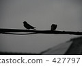 outdoor, outside, swallows 427797