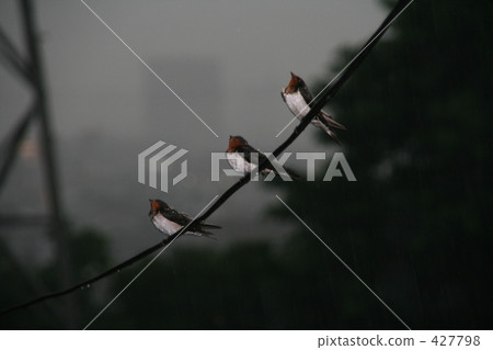 swallow, barn swallow, swallows 427798