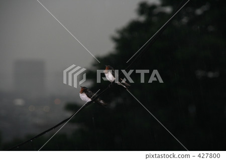 swallows, hirundo, swallow 427800