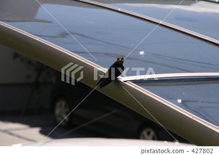 swallow, barn swallow, swallows 427802