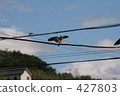 swallows, hirundo, fledgling 427803