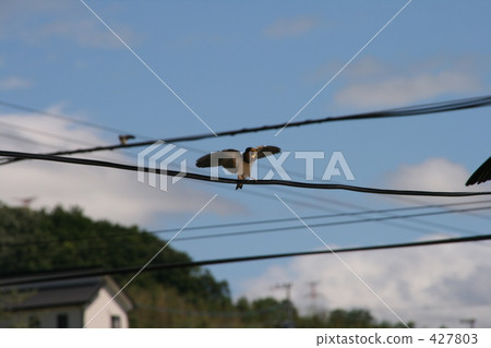 swallows, hirundo, fledgling 427803