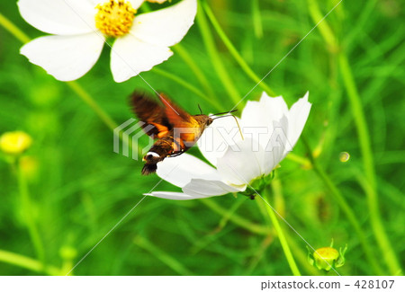 秋天的櫻花樹（宇宙） 428107