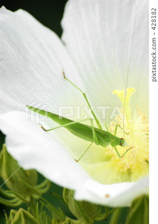 Phaneroptera楹 428182