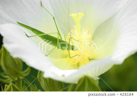 Phaneroptera楹 428184