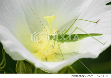 Phaneroptera楹 428186