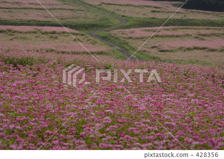 Red buckwheat field Red buckwheat field 428356