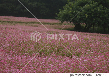 Red buckwheat field Red buckwheat field 428359