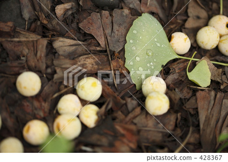 Ginkgo fruit 428367