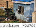 cow stable, peek, holstein 428709
